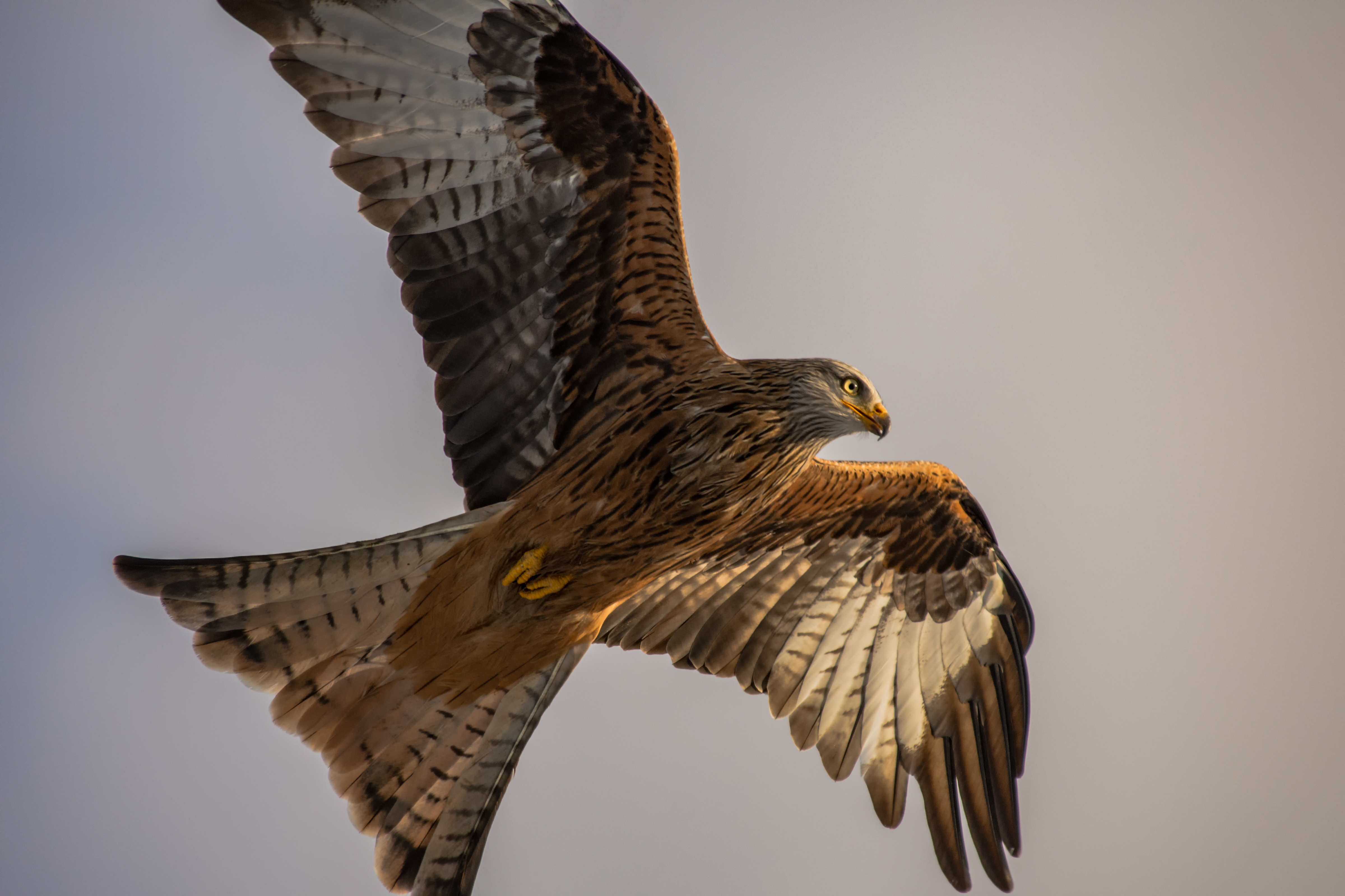 Red Kites Llanddeusant Wales 1- by steve j huggett .jpg