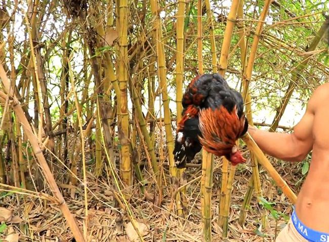 Berburu Ayam Hutan dengan Batu Runcing .jpg