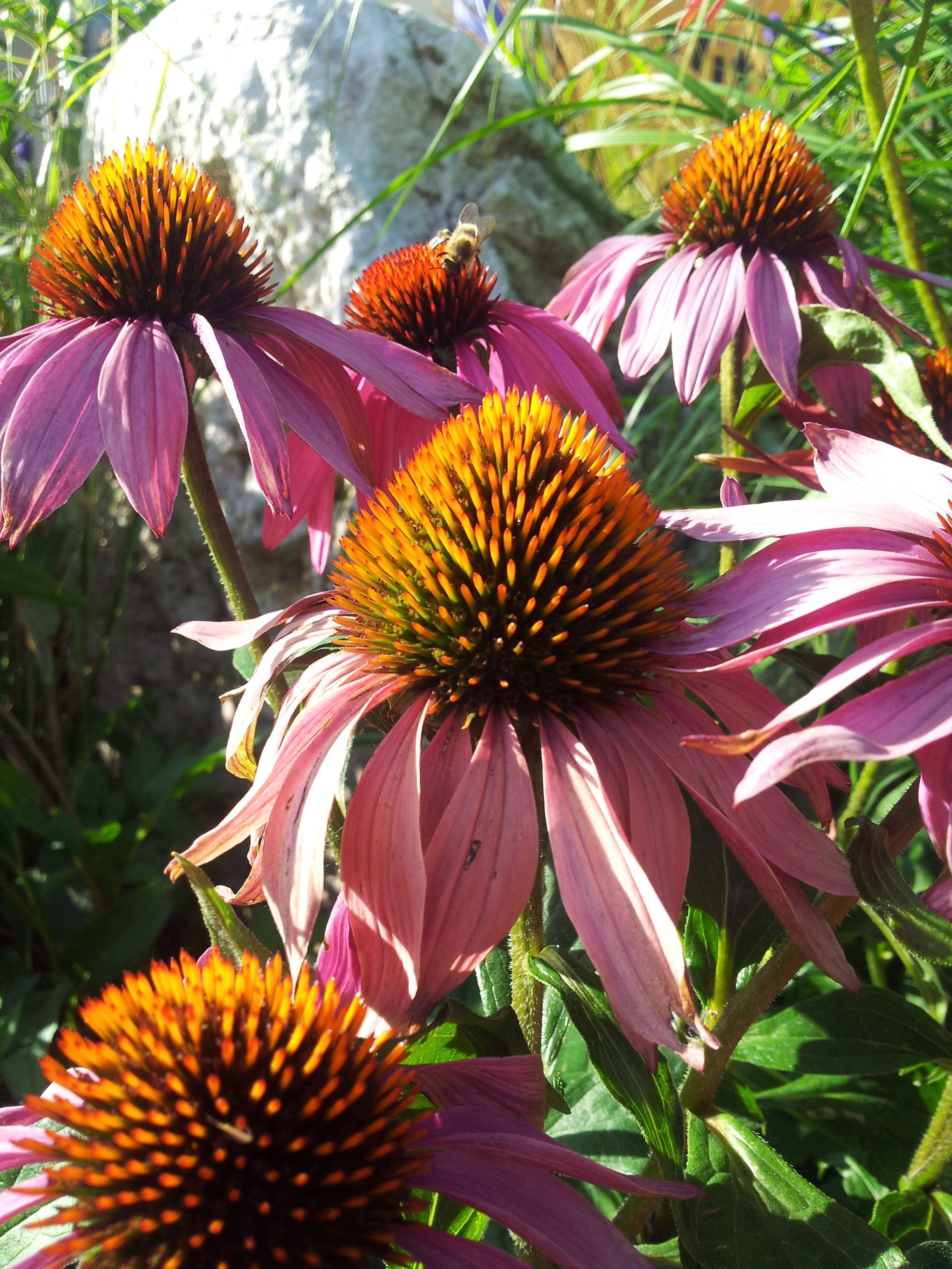 Echinacea.jpg