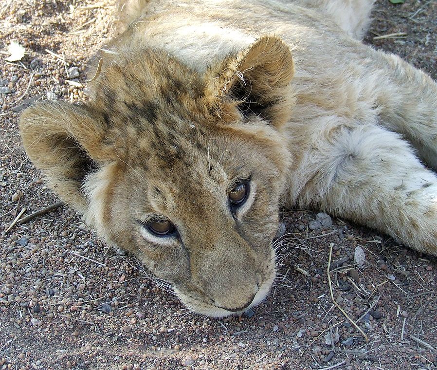 baby lion6.jpg