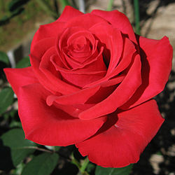 Rosa_Red_Chateau01.jpg