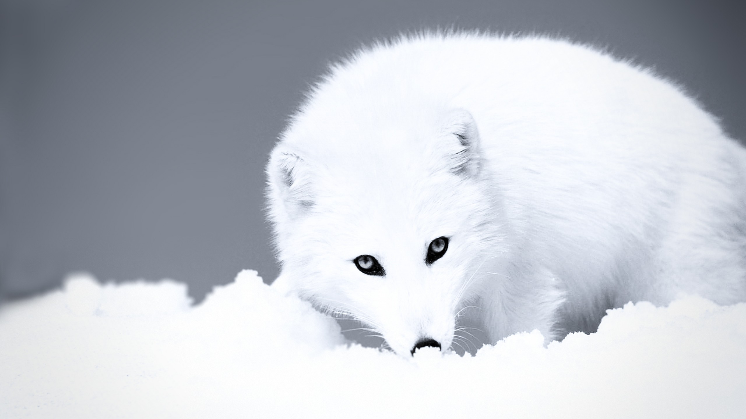 Картинка бела. Песец в Арктике. Песец белый. Песец в тундре. Белый песец в Арктике.
