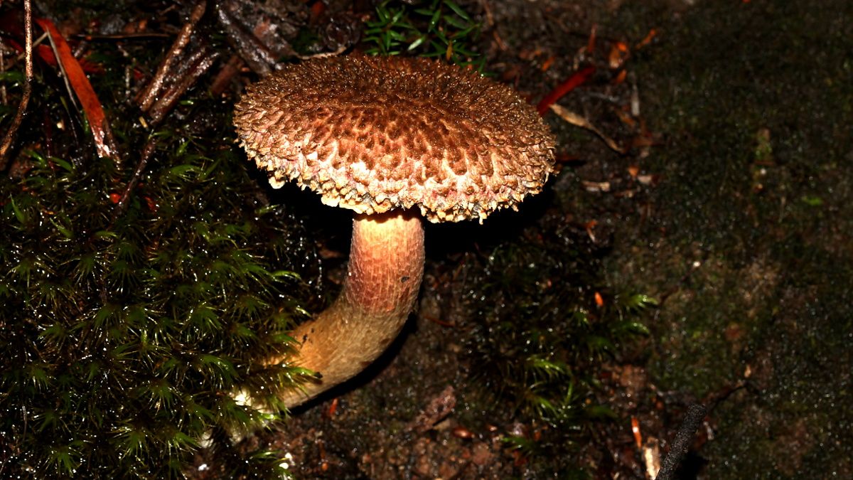 Boletellus_emodensis-1.jpg