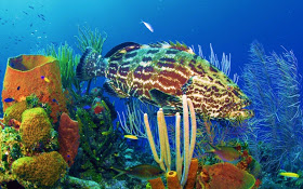 Sea-Life-36-1.jpg