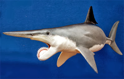 Whorl-Tooth Shark.jpg