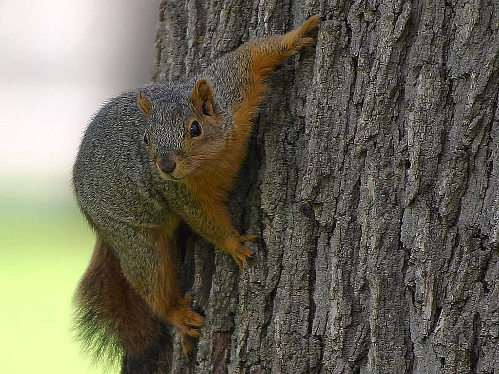 1024px-Squirrel_on_tree.jpg