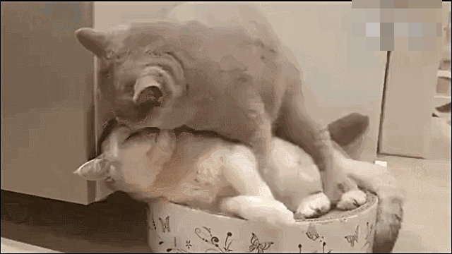 我的视频.gif