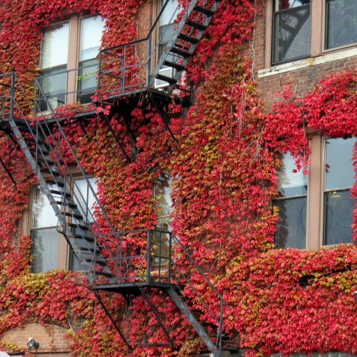 Ivy Plants Near Walls - Is Boston Ivy Growing Up Brick Surfaces Ok