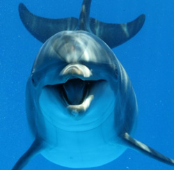 dolphin250.jpg