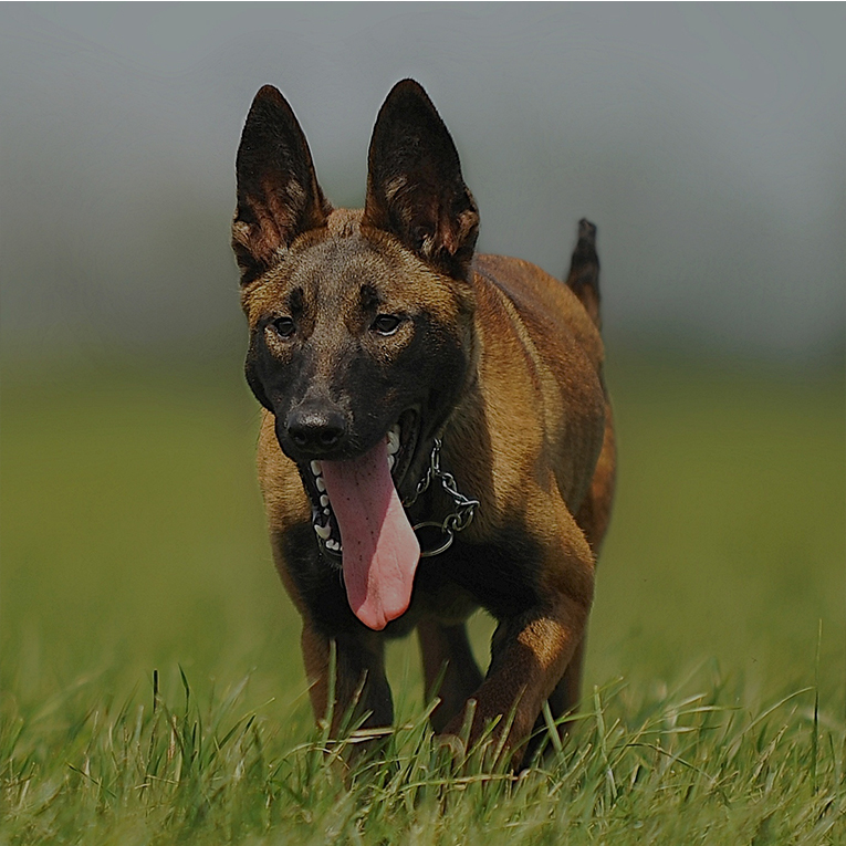 berger-belge-malinois-1.jpg