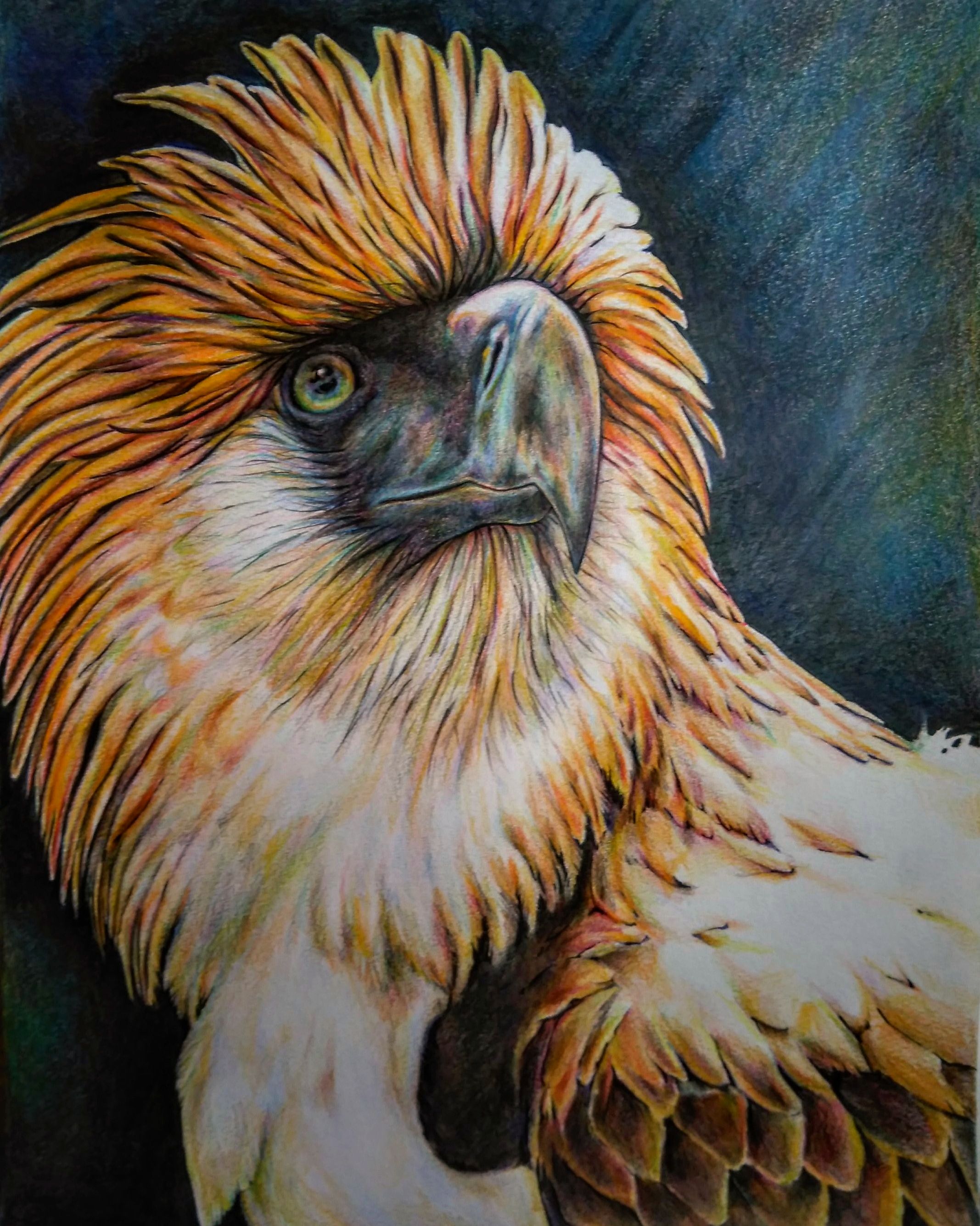 Drawing the Philippine Eagle 🦅: Colored Pencils — Steemit