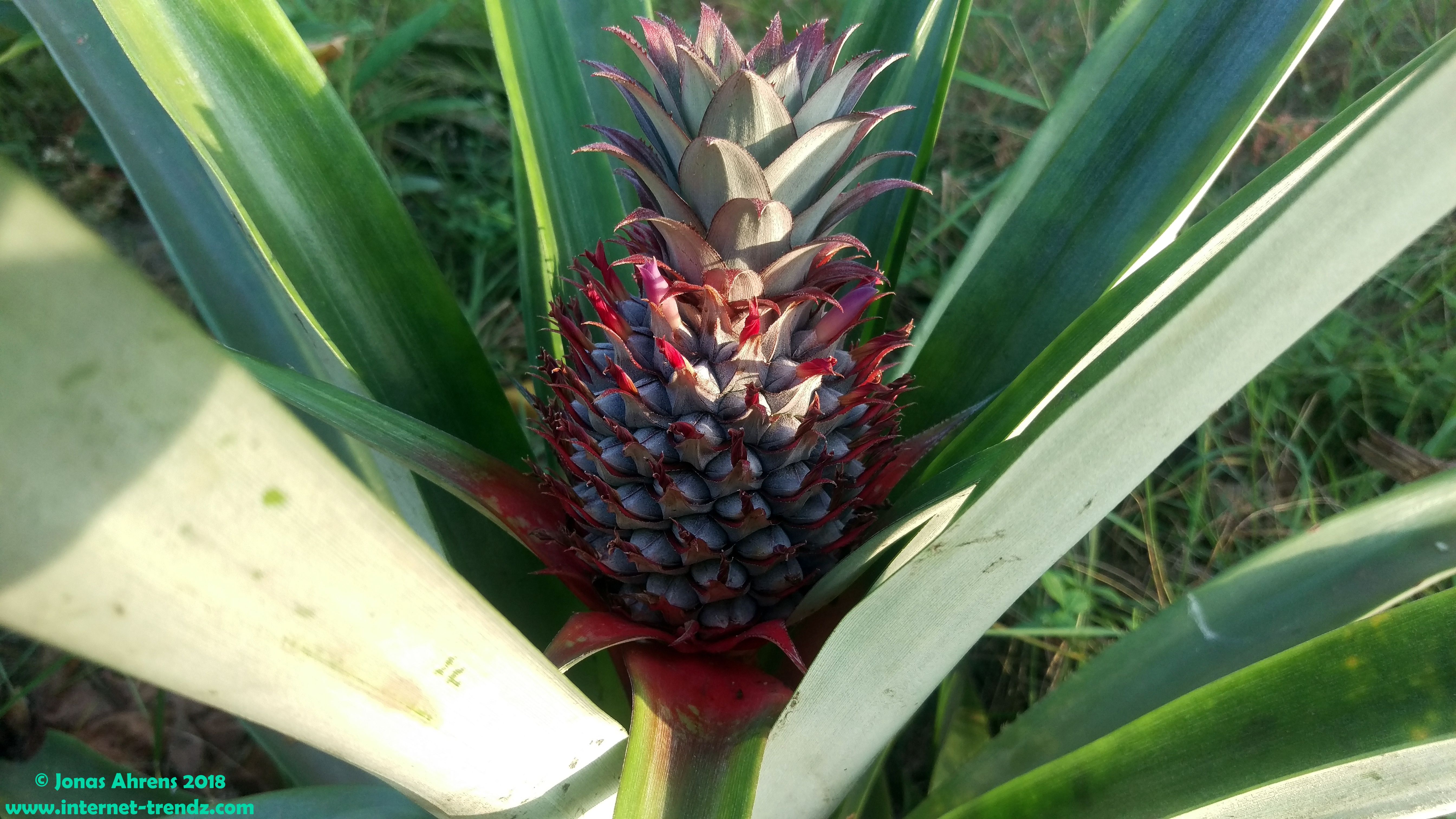 red-pineapple_02.jpg