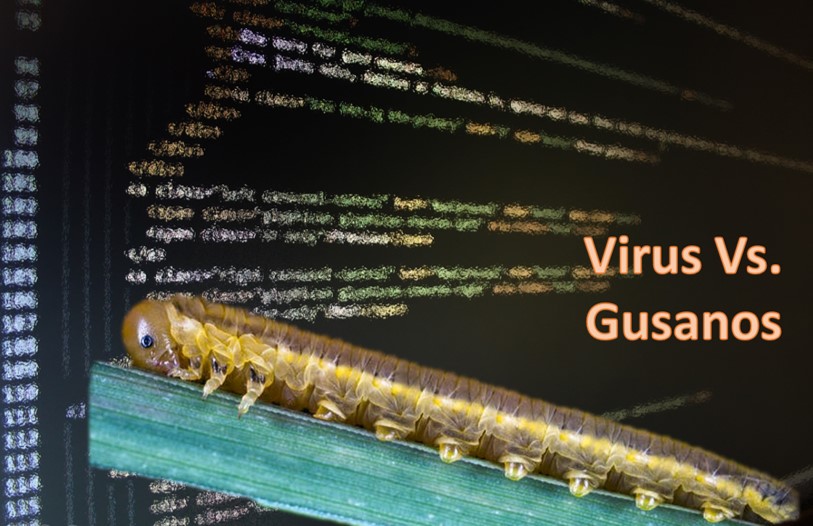 virus gusano.jpg