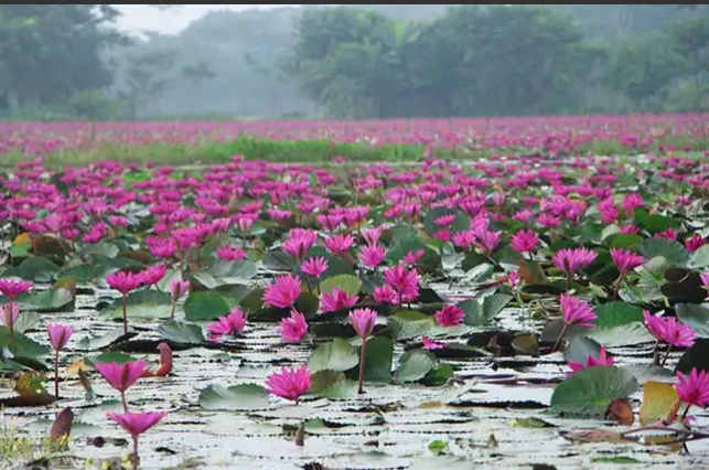 water lily pic003.png