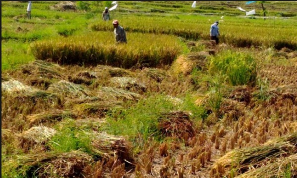 Sumber Penghasilan Petani.jpg