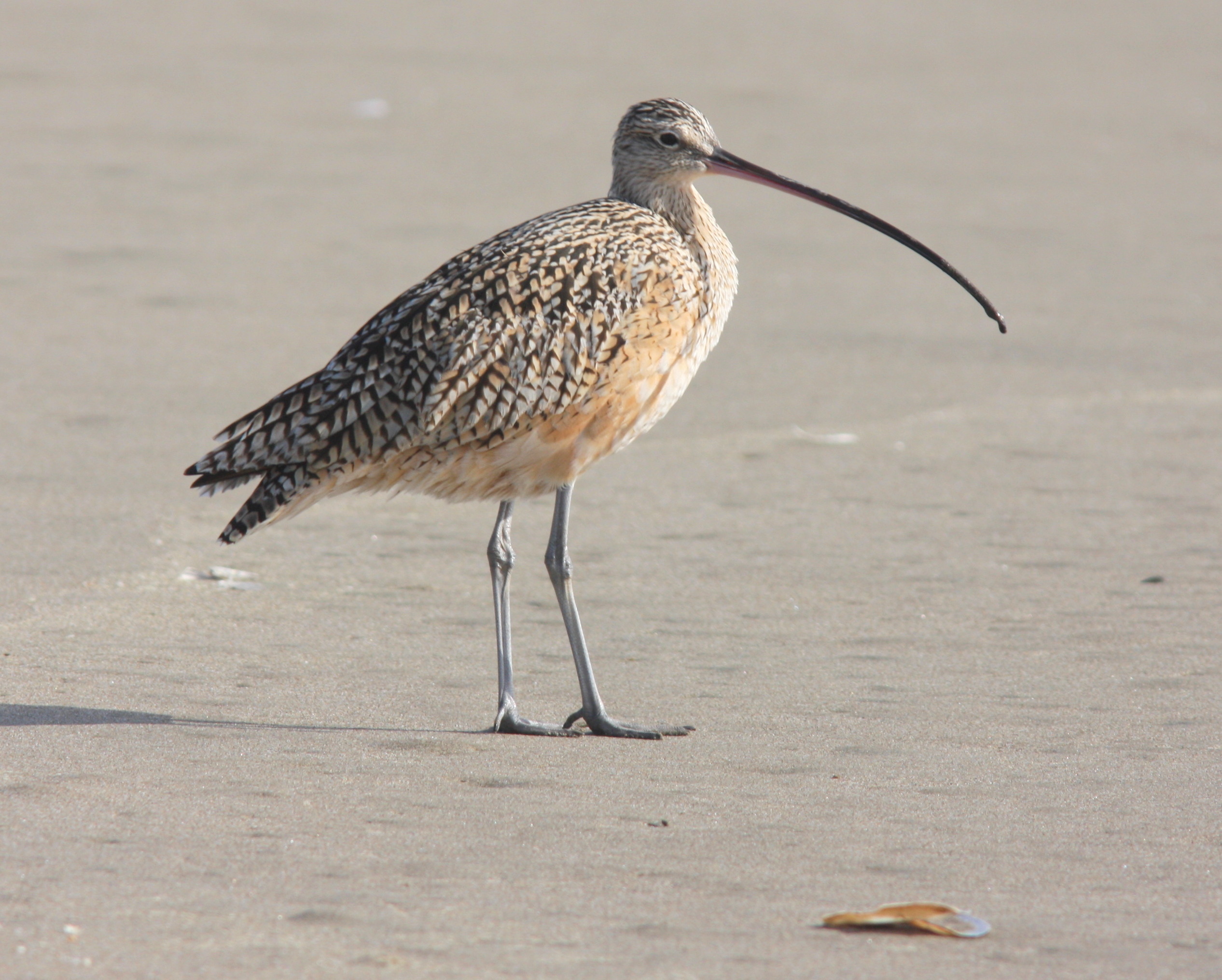 lbcurlew.jpg