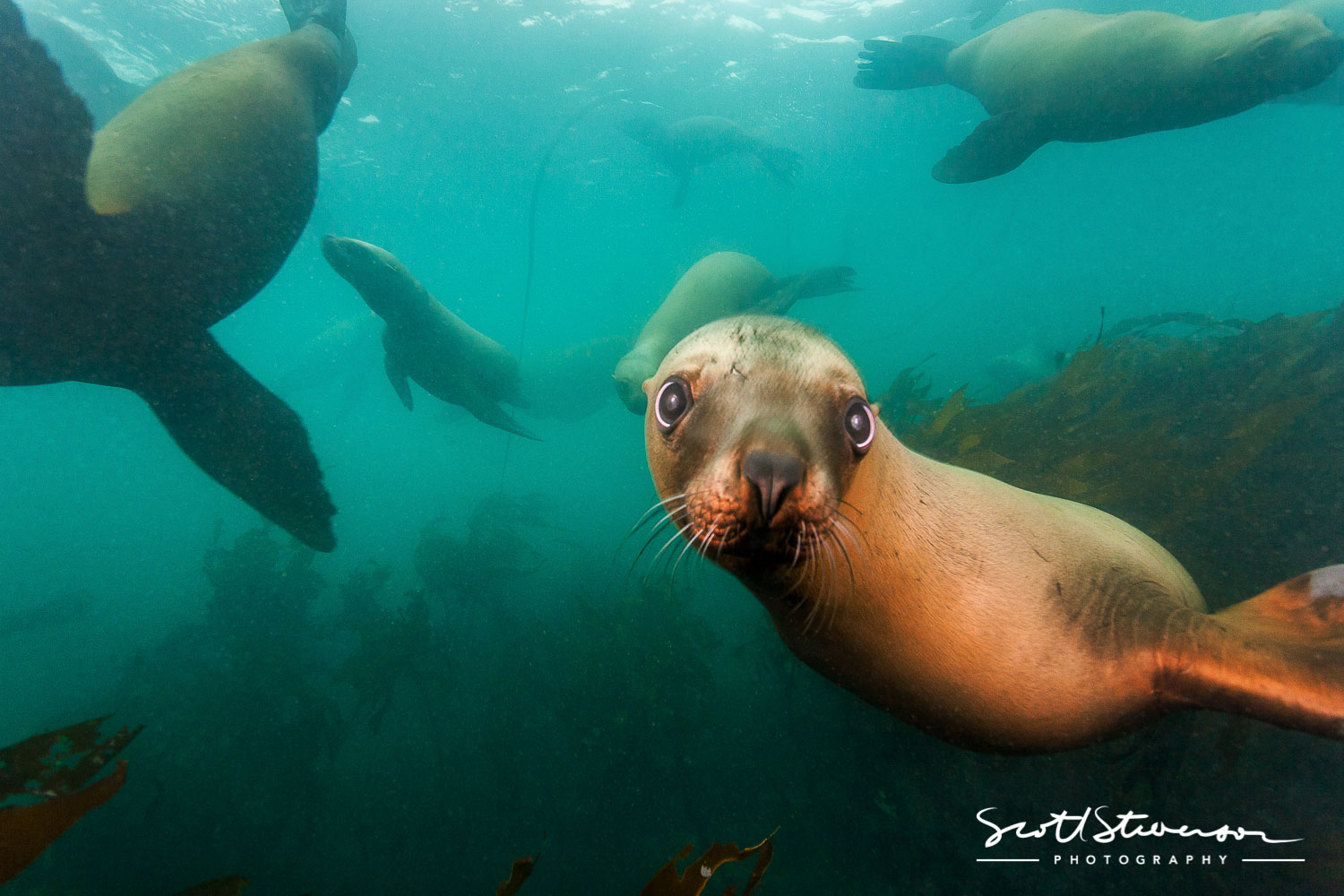 Stellar Sealion-1.jpg