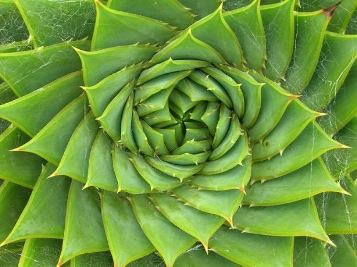 fibonacciSpiralALOE.jpg