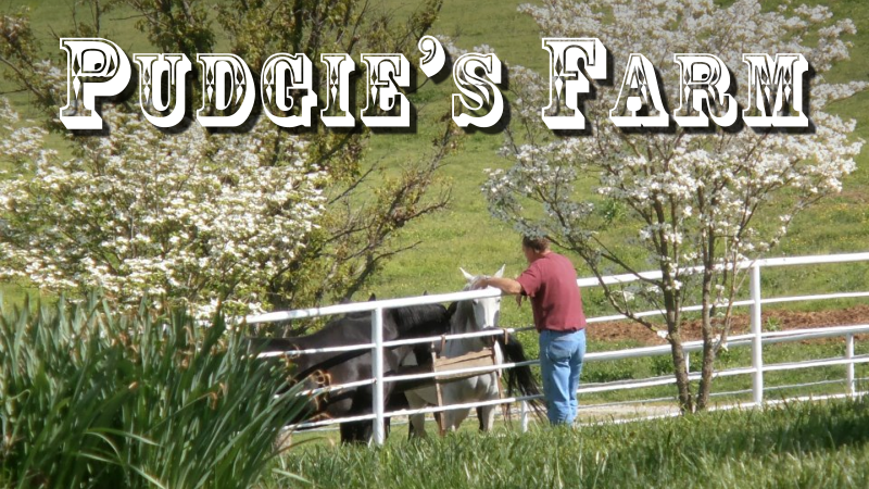 180519_pudgies-horse-farm-01_800x450.png