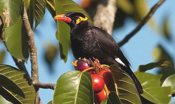 Bird Beo Nias Which Can Be Temperate The People People Steemit