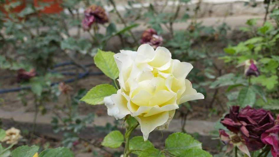 flower.png
