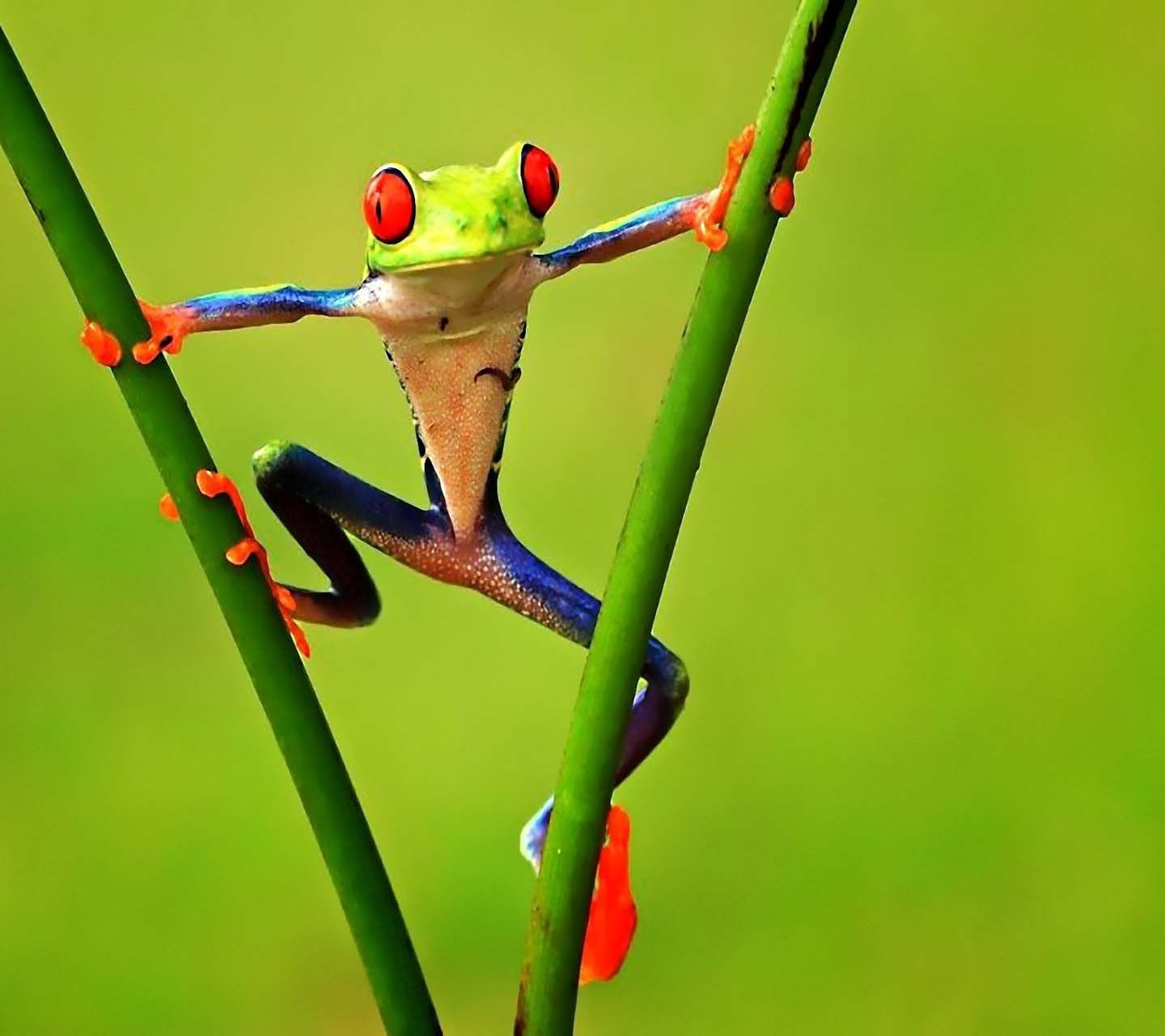 Frogs_Green-wallpaper-10600663.jpg