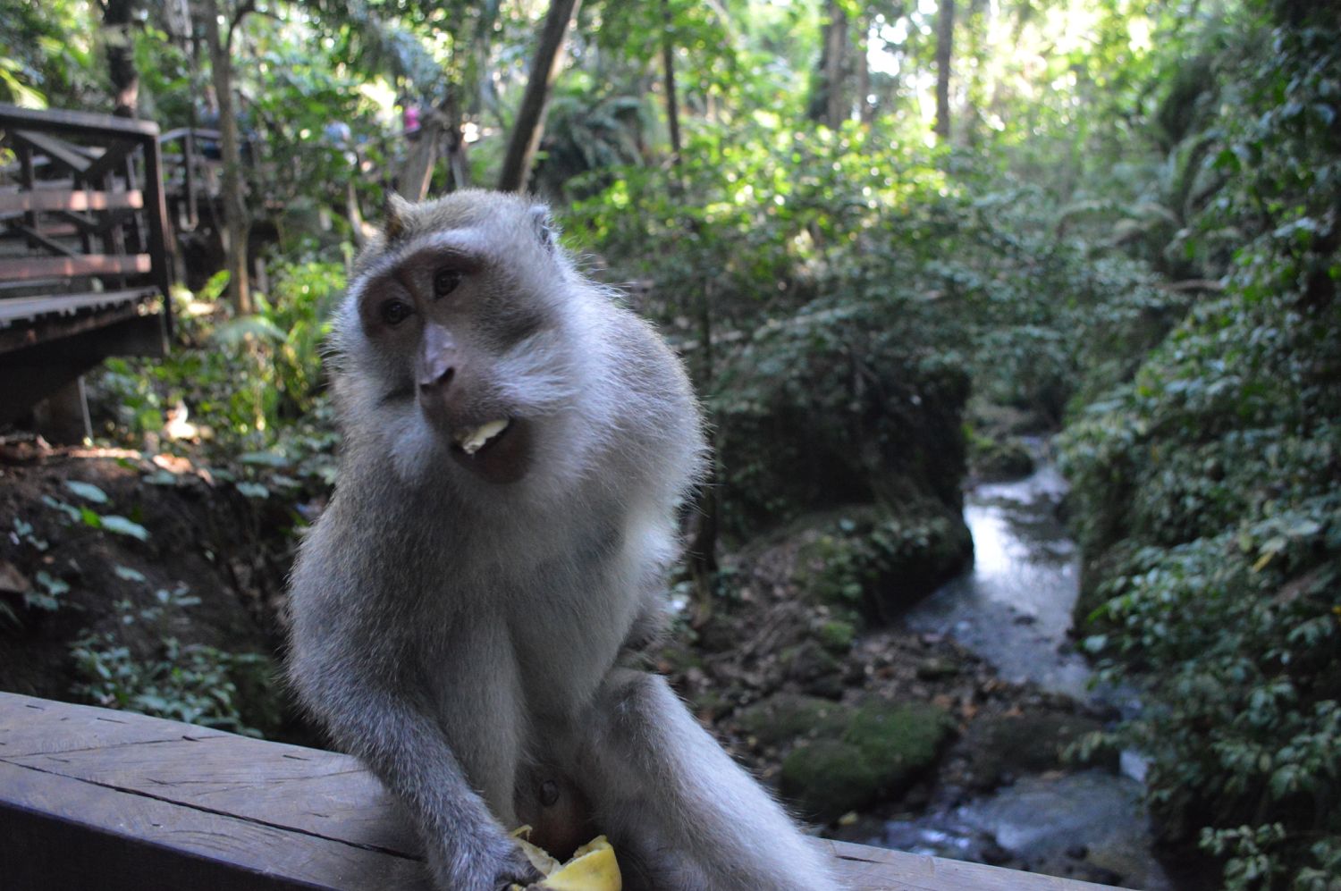 Monkeying Around in Ubud