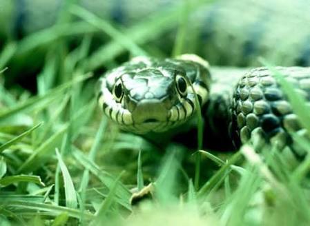The Green Snake In The Green Grass Steemit