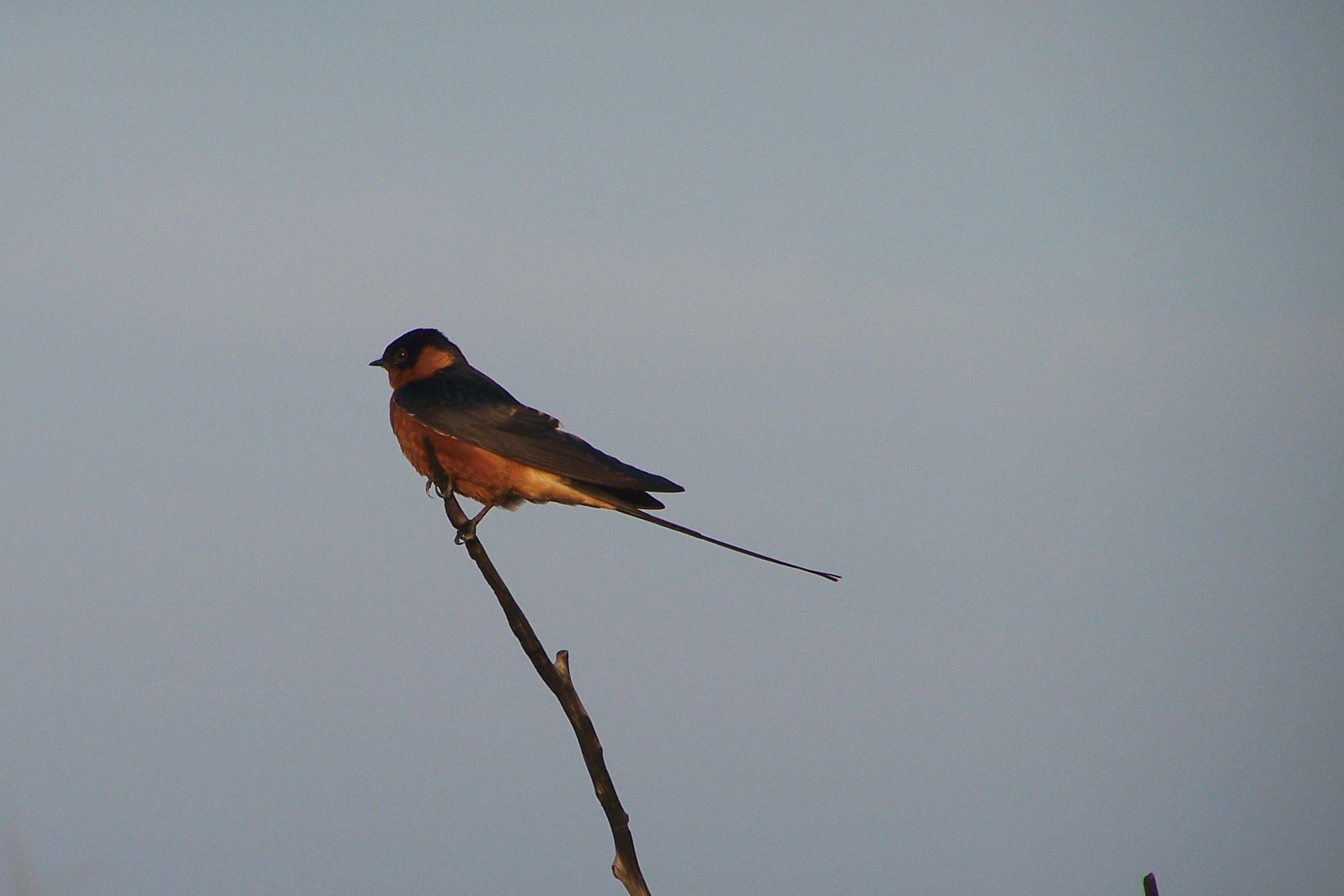 KNP Satara-Lower Sabi 2009 103.JPG