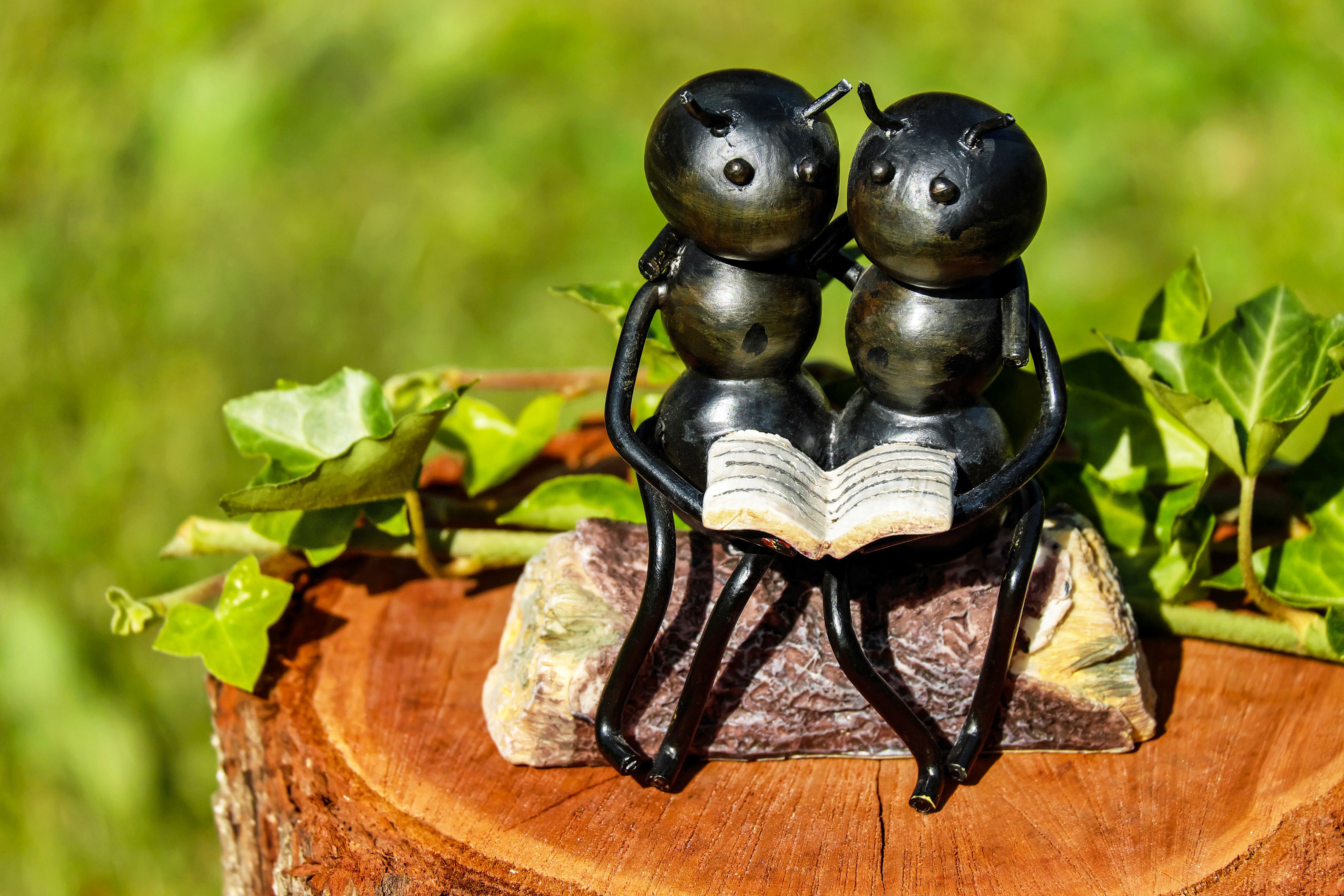 ants-1730011.jpg