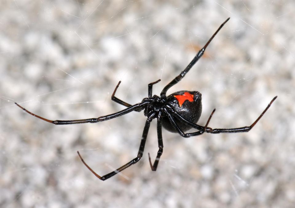 Latrodectus_hesperus_F_Theridiidae-56a7228b3df78cf77292aac4.jpg