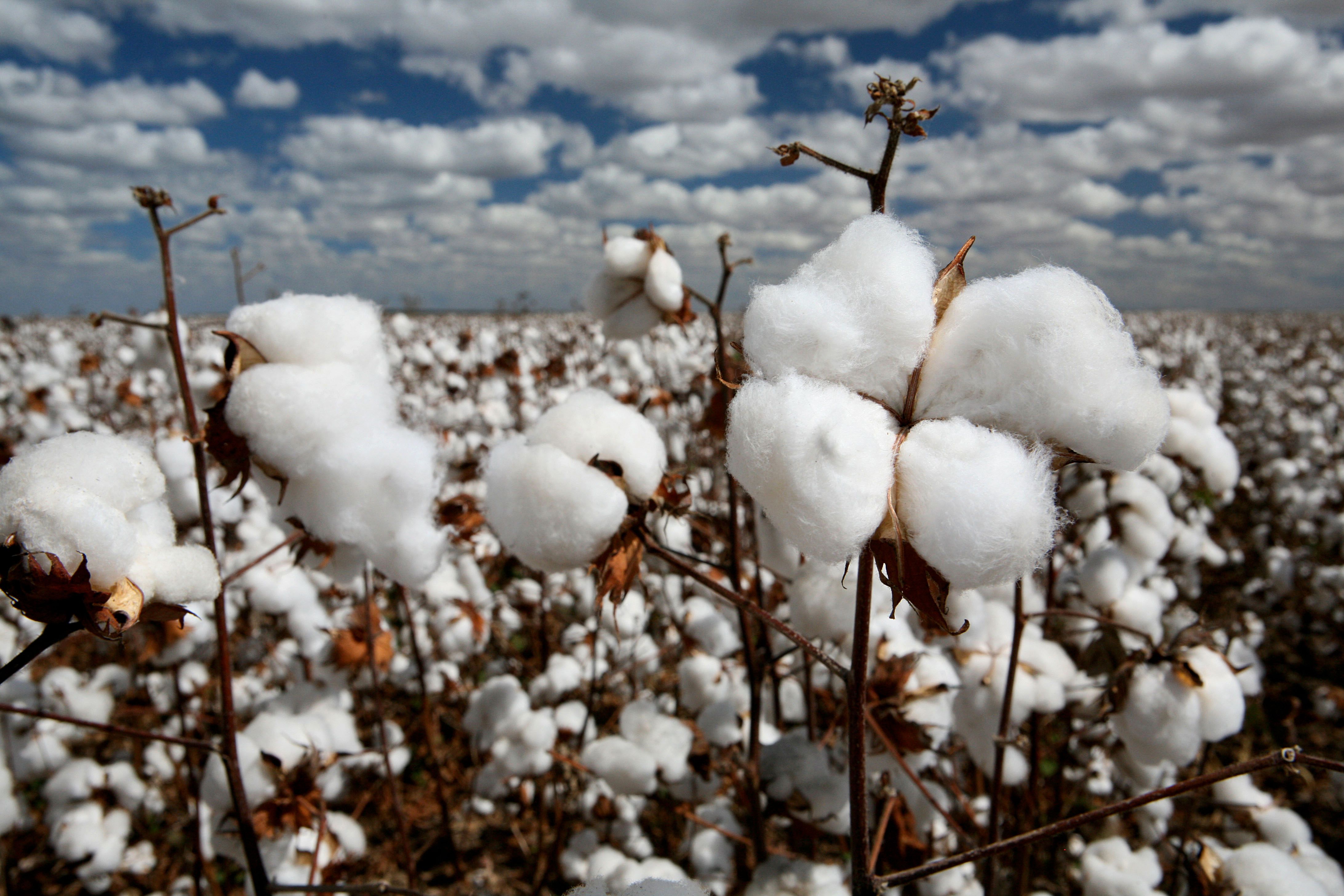 Image result for field of cotton