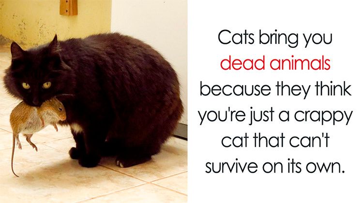 surprising-cat-facts-cover.jpg