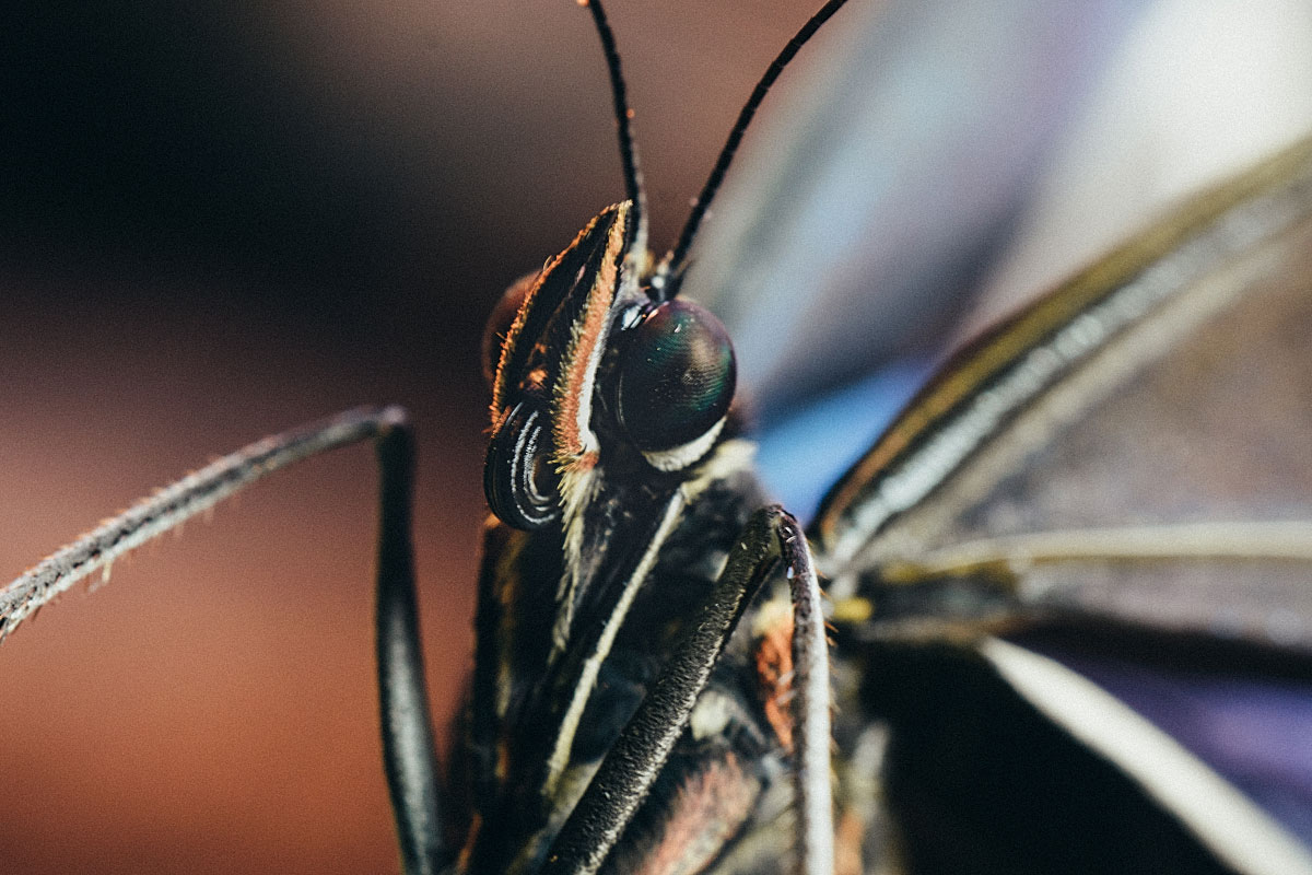 Butterfly house