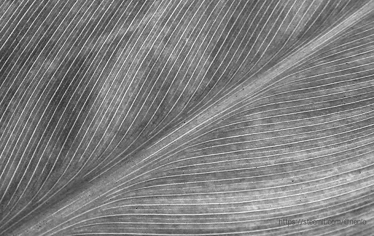 a_leaf06BW.jpg
