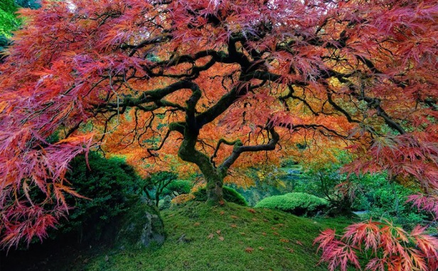 prettiest tree in the world