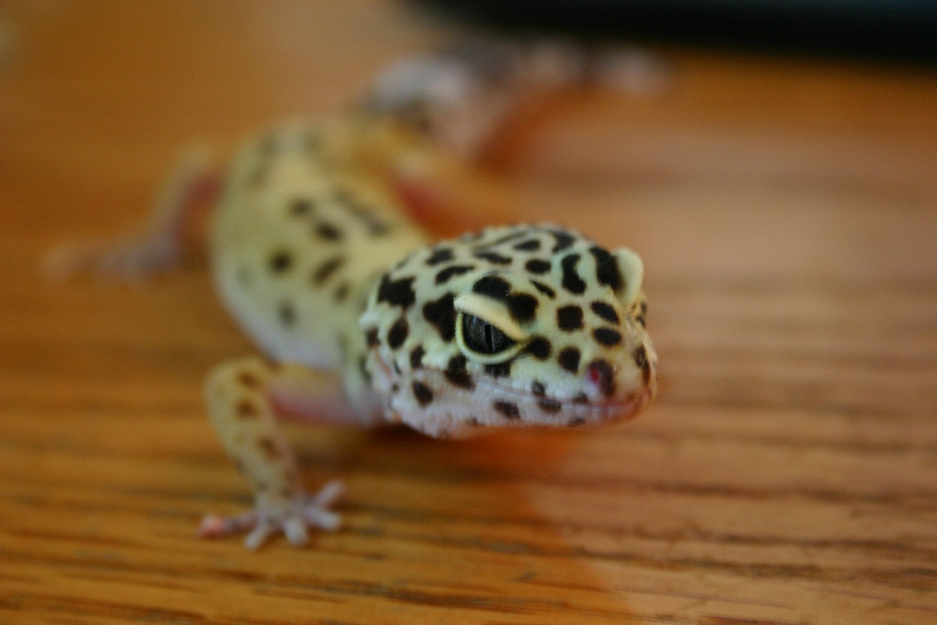 Mr. gecko 021.jpg