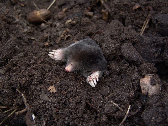 mole-13298__480.jpg