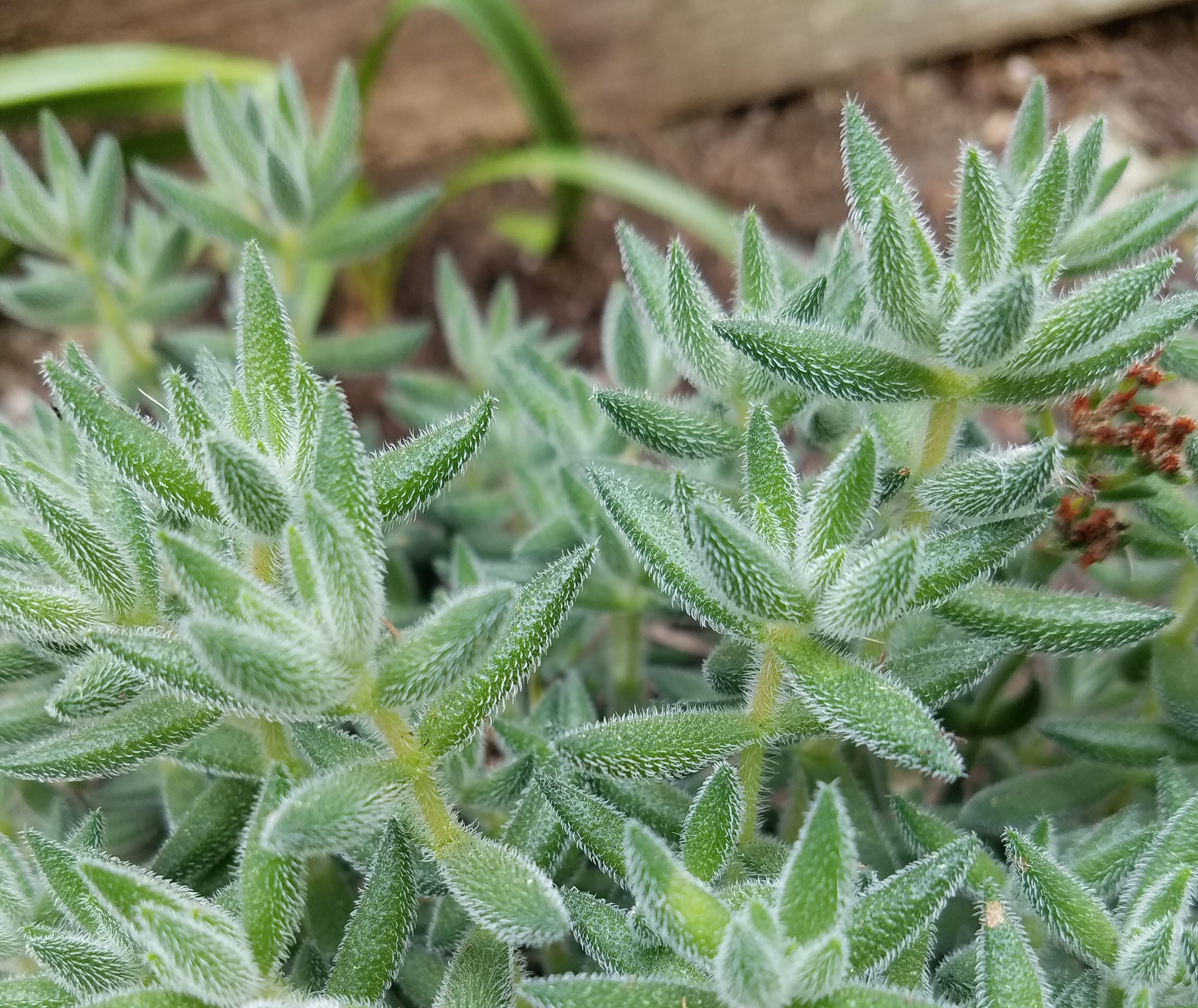 Crassula-Surpriseparty.png