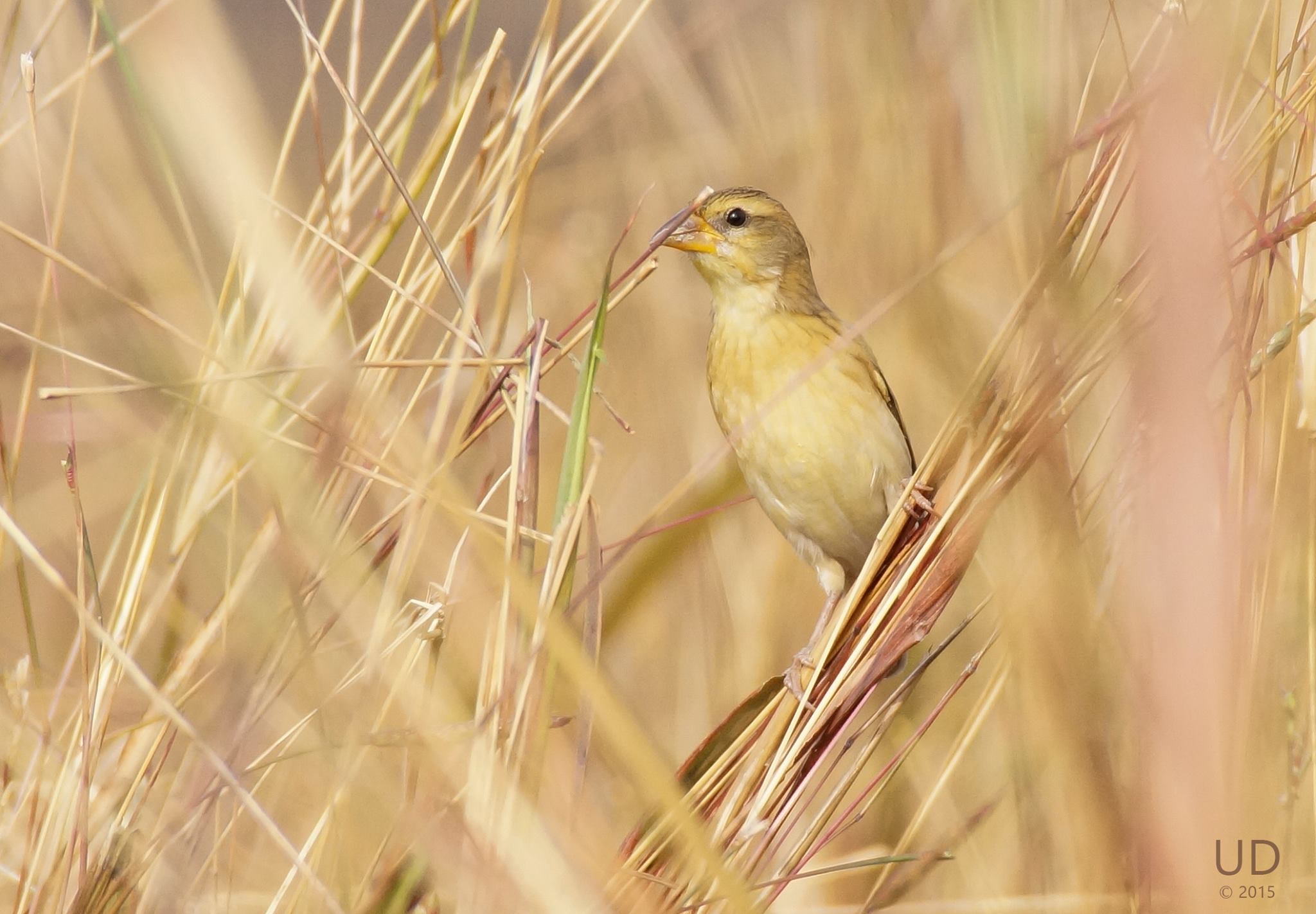 baya weaver.jpg