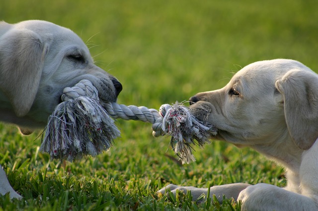 puppy-1647692_640.jpg