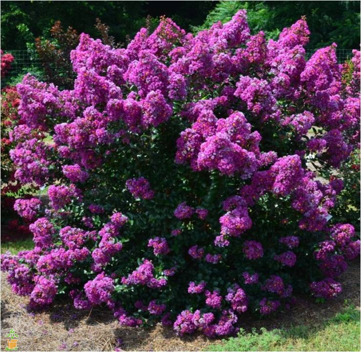 Dwarf myrtle-purple.jpg