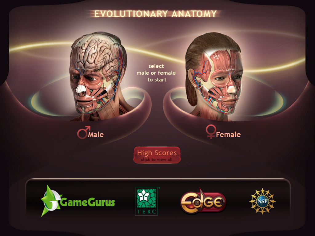 Evolutionary anatomy.png