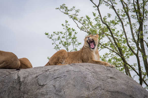 lion-female roaring.jpg