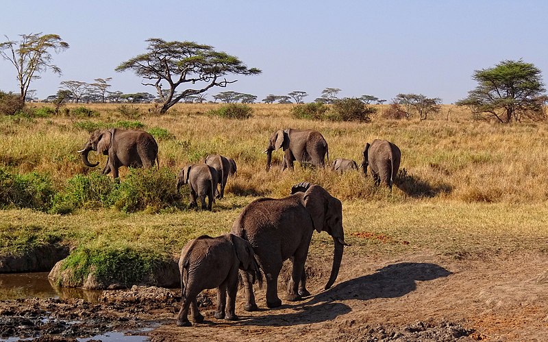 800px-African-Elephants.JPG