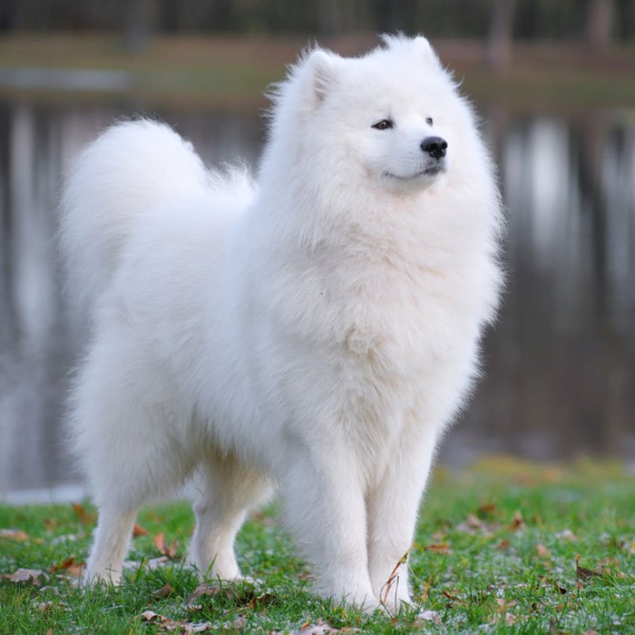 samoyed-most-expensive_ph.jpg