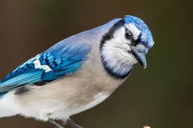 Blue Jay.jpg