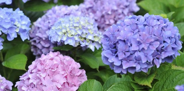 gallery-1429816817-blue-and-pink-hydrangeas.jpg