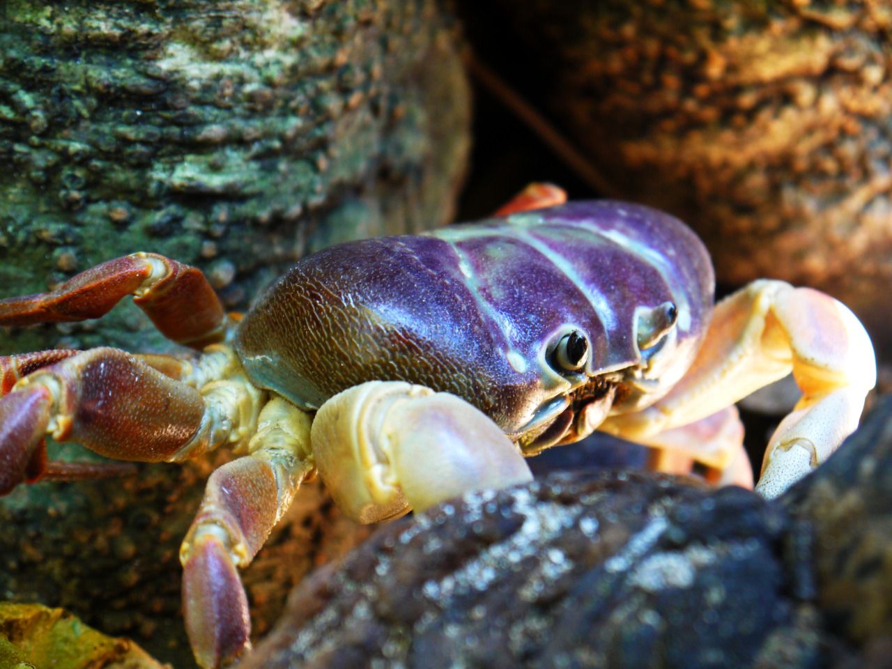 80687215710 - the hairy legged crab lives under a tree koh_2.jpg