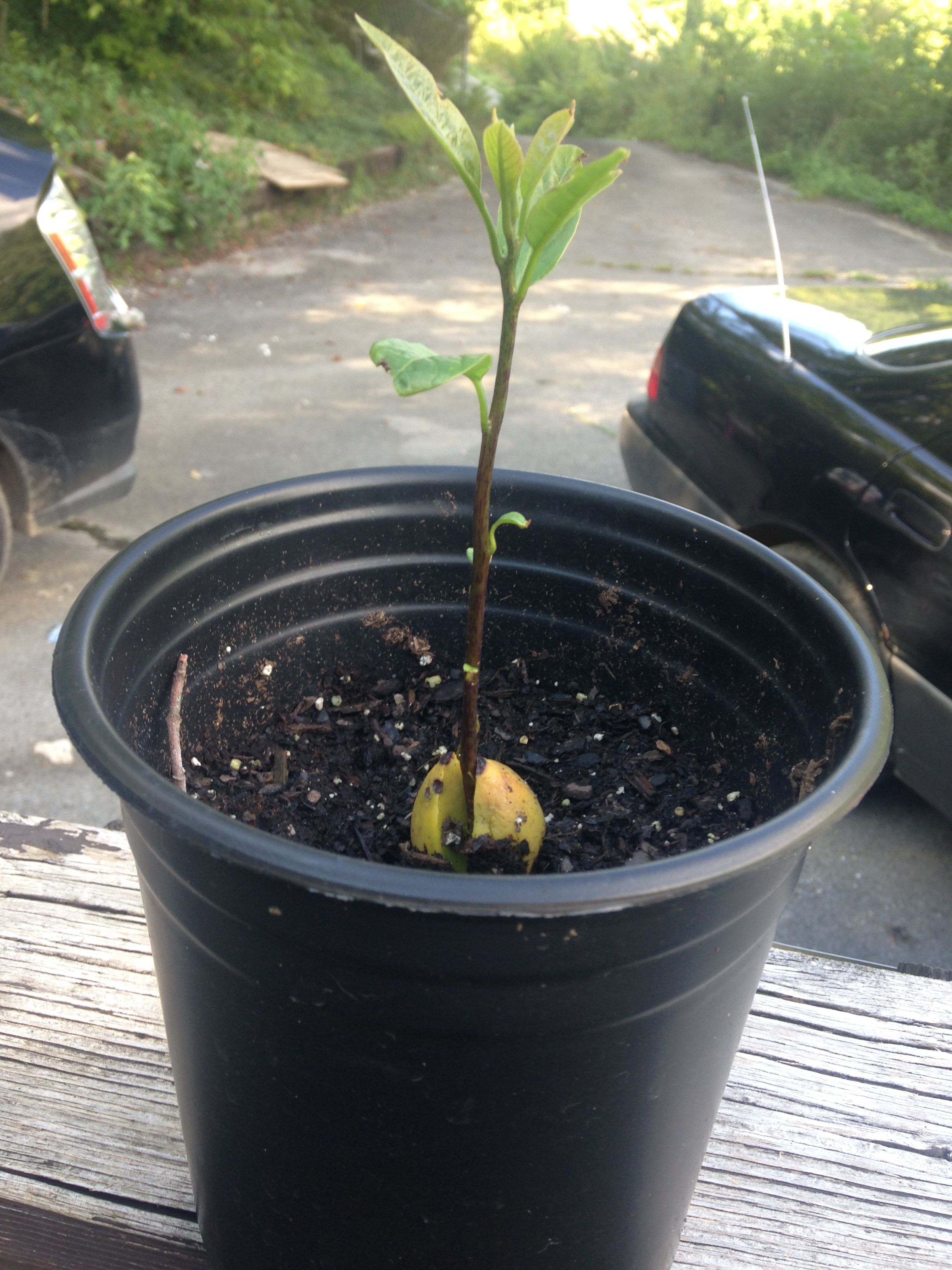 Preparing My Avocado Tree For Fall and Winter — Steemit